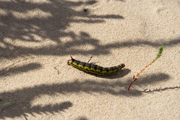 Caterpillar in the desert of Fuerteventura on Canary Islands