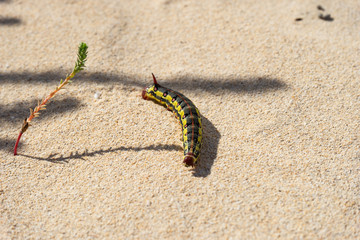 Caterpillar in the desert of Fuerteventura on Canary Islands