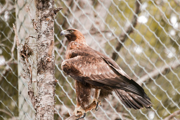 eagle