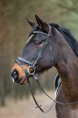 Warmblut Pferd