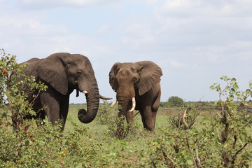 Afrikanischer Elefant / African elephant / Loxodonta africana