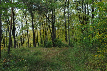 Fototapeta na wymiar Glade in the forest Поляна в лесу