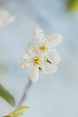 Beauty of spring: closeup of blossoming plum tree