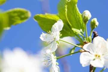 Fototapeta premium Beauty of spring: closeup of blossoming plum tree
