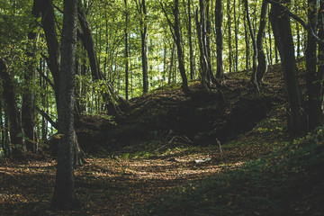 Typicall sunny green forest with sunbeams, in Czech republic