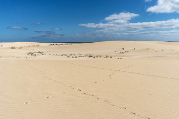 Desert of Fuerteventura at the Canary Islands of Spain