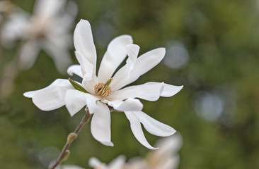 Magnolia flowers and branches (Magnolia stellata) with magnificent bokeh. Magnolia stellata tree in bloom in an early spring. Blooming star magnolia (magnolia stellata).