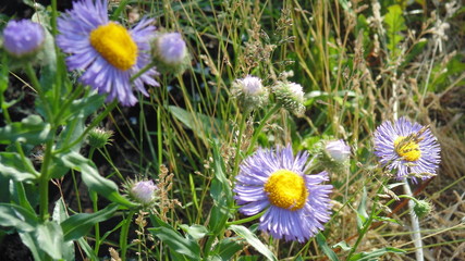 yellow flowers in field