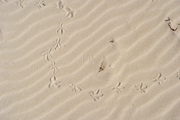 animal footprints in the sand of the island of fuerteventura at the canary islands of spain