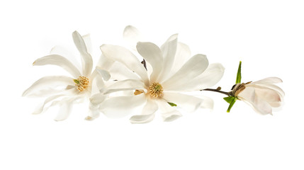 White flowers star magnolia (magnolia stellata) isolated on white background. White Magnolia...