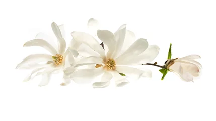 Fotobehang Witte bloemen ster magnolia (magnolia stellata) geïsoleerd op een witte achtergrond. Witte Magnolia bloemen zijn geïsoleerd op een witte achtergrond. © ihorhvozdetskiy