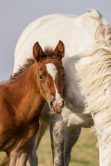 Obraz premium Schimmelstute mit Fohlen