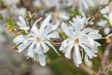 Magnolia flowers and branches (Magnolia stellata) with magnificent bokeh. Magnolia stellata tree in bloom in an early spring. Blooming star magnolia (magnolia stellata). © ihorhvozdetskiy