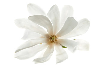 Fototapeta na wymiar White flowers star magnolia (magnolia stellata) isolated on white background. White Magnolia flowers are isolated on a white background.