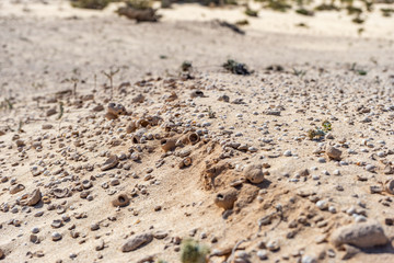 old shells in the desert of fuerteventura on the canary islands of spain