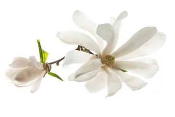 Poster Weiße Blumen Sternmagnolie (Magnolia Stellata) isoliert auf weißem Hintergrund. Weiße Magnolienblüten sind auf einem weißen Hintergrund isoliert. © ihorhvozdetskiy
