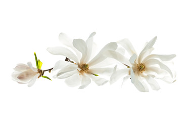 Naklejka na ściany i meble White flowers star magnolia (magnolia stellata) isolated on white background. White Magnolia flowers are isolated on a white background.
