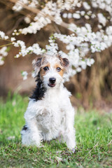 Terrierhündin in Frühling