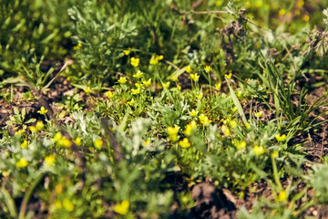 Small yellow flowers among the green spring grass on the Sunny lawn in the forest