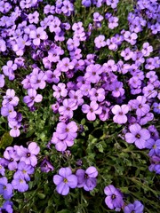 Bodendecker, Blüten