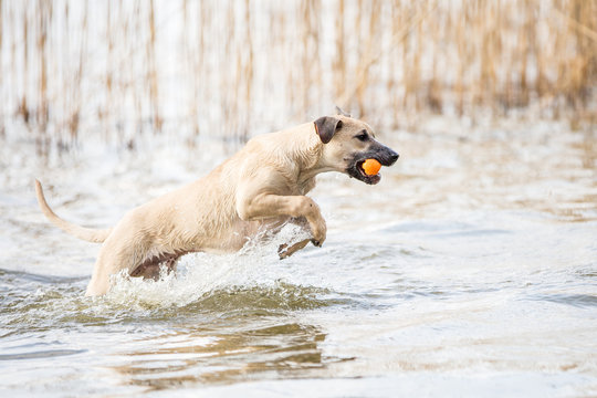 Hunde am See springt im Wasser Cimarron Uruguayo R&uuml;de Rassehund
