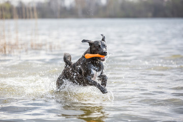 spielender Hund am Badesee