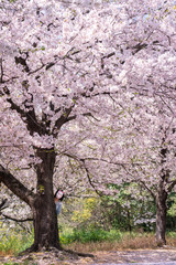 Naklejka premium 桜と狐面の女性