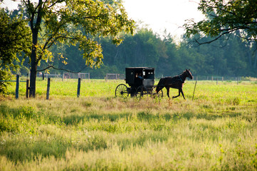 Fototapeta na wymiar Amish Buggy Early Morning