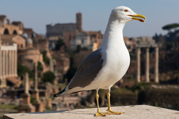 The gull in front of the Roman Forum