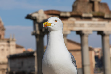 The gull in front of the Roman Forum