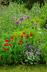 Colourful mixed planted flower border including Ladybird Poppies, Allium and grasses,