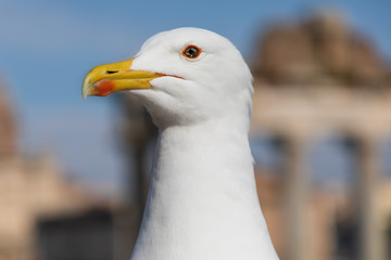 The gull in front of the Roman Forum