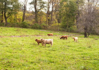 Highland Cattle grazing in a field in new england