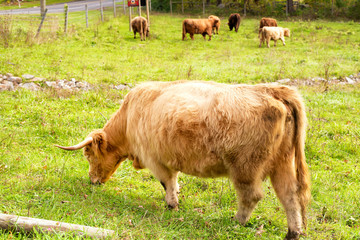 Highland Cattle grazing in a field