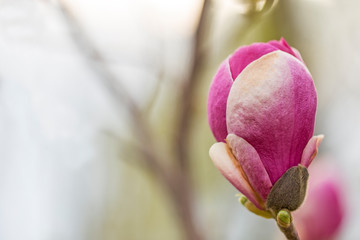 Flowering branches of Saucer magnolia (Magnolia x soulangeana). Magnolia flower (Magnolia x soulangeana)