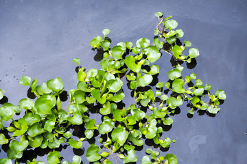 Top view of common water hyacinth floating on the wastewater surface