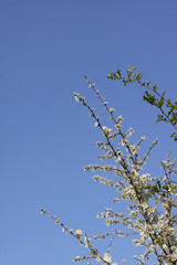 Hawthorn blossom in the spring against a clear blue sky