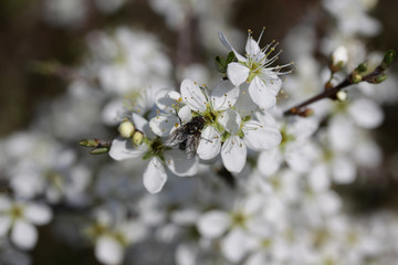 Close up of Hawthorn blossom in the spring