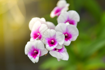 Fototapeta na wymiar White orchid blooming in the garden.
