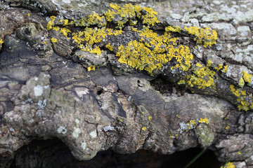 Rotten bark on a log with lichen growing