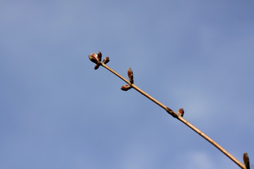 Tree buds in the spring against a blue sky