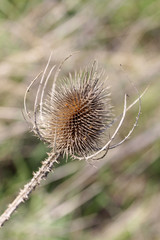 Teasel dry in the spring