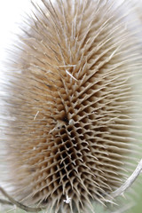 Fototapeta premium Teasel dry in the spring