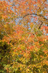 Autumn colors closeup