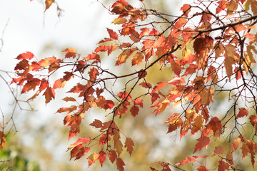 Autumn colors closeup