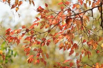 Autumn colors closeup