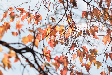 Autumn colors closeup