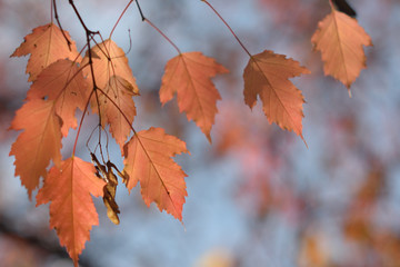 Autumn colors closeup