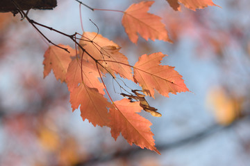 Autumn colors closeup