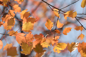 Autumn colors closeup